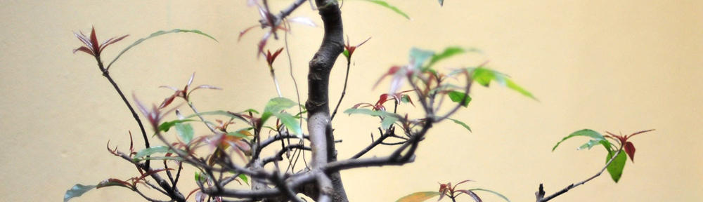 Nazmul Sajeeb Travel through my video from home